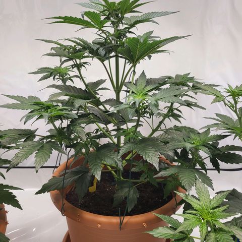 Afghani #1 Automatic growlog timeline photo