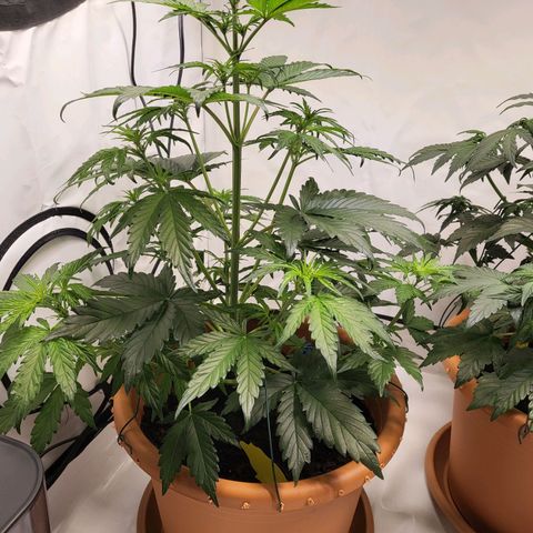 Afghani #1 Automatic growlog timeline photo