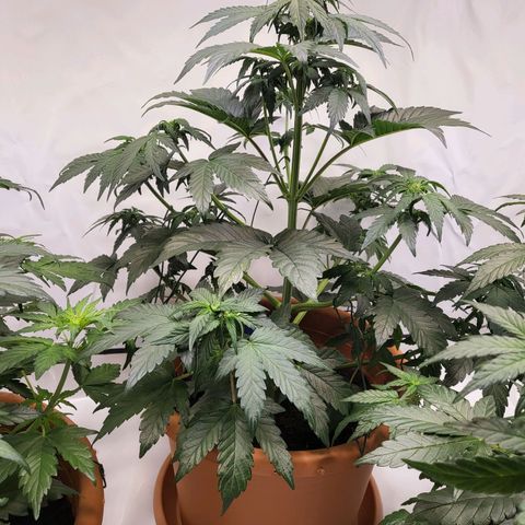 Afghani #1 Automatic growlog timeline photo