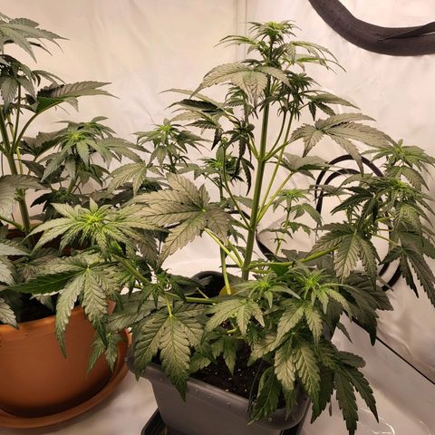 Afghani #1 Automatic growlog timeline photo