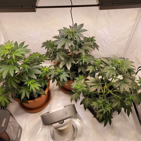 Afghani #1 Automatic growlog timeline photo