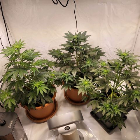 Afghani #1 Automatic growlog timeline photo
