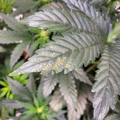 Afghani #1 Automatic growlog timeline photo