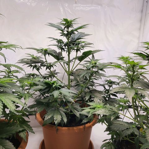 Afghani #1 Automatic growlog timeline photo