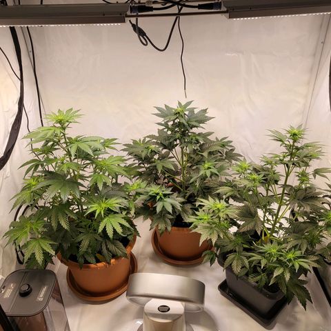 Afghani #1 Automatic growlog timeline photo