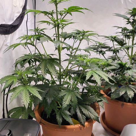Afghani #1 Automatic growlog timeline photo