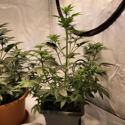 Afghani #1 Automatic growlog timeline photo