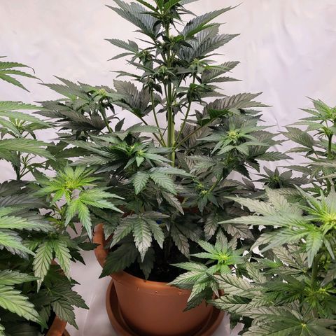 Afghani #1 Automatic growlog timeline photo