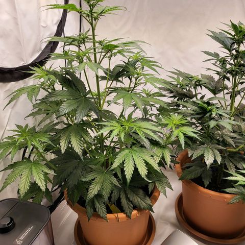 Afghani #1 Automatic growlog timeline photo
