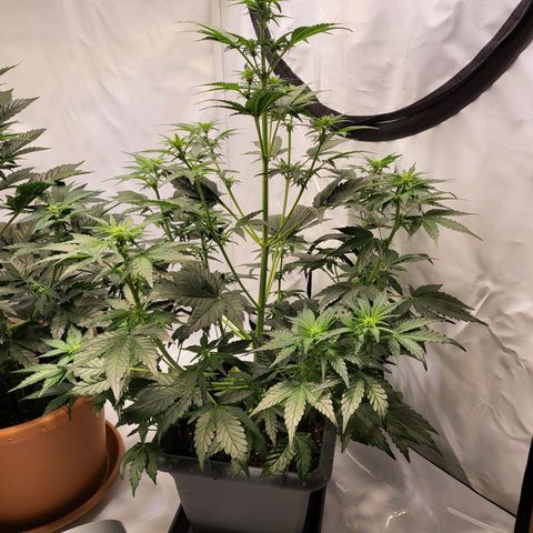 Afghani #1 Automatic growlog timeline photo