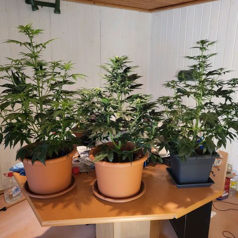 Afghani #1 Automatic growlog timeline photo
