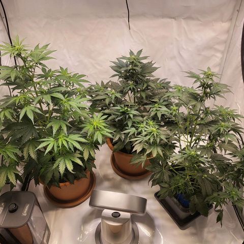 Afghani #1 Automatic growlog timeline photo
