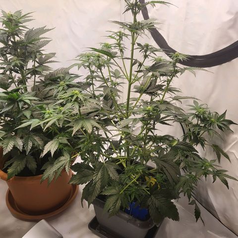 Afghani #1 Automatic growlog timeline photo