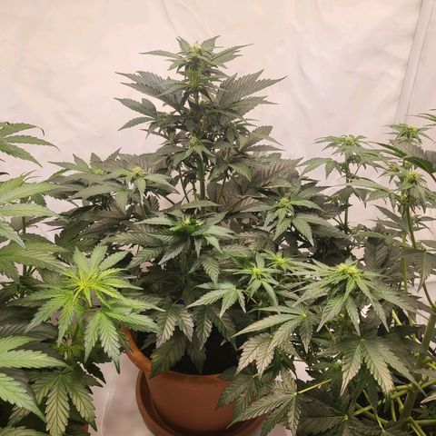 Afghani #1 Automatic growlog timeline photo