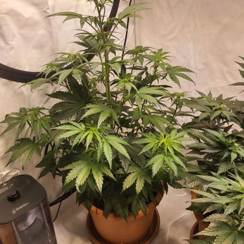 Afghani #1 Automatic growlog timeline photo