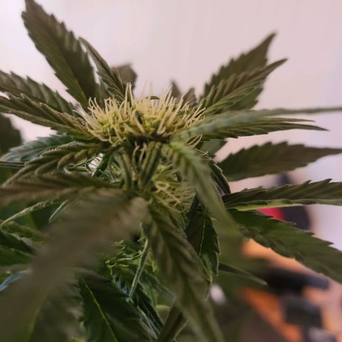 Afghani #1 Automatic growlog timeline photo