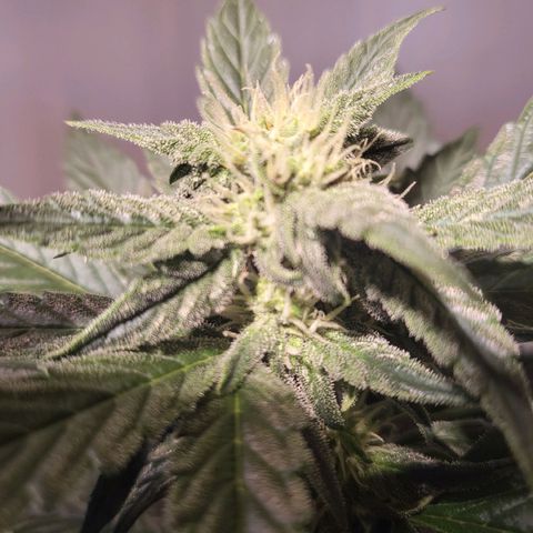 Afghani #1 Automatic growlog timeline photo