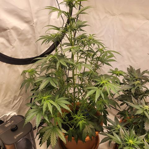 Afghani #1 Automatic growlog timeline photo