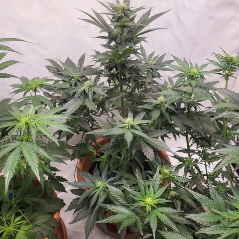 Afghani #1 Automatic growlog timeline photo