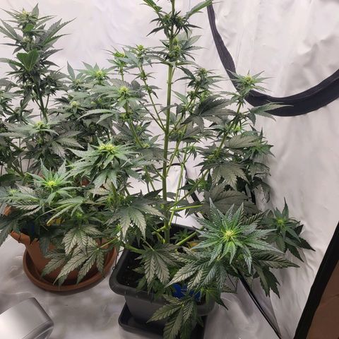 Afghani #1 Automatic growlog timeline photo