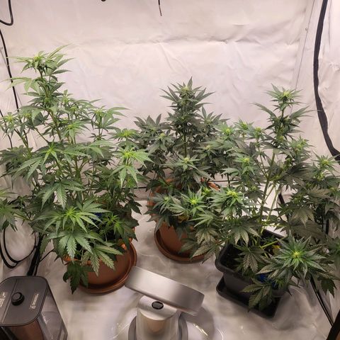 Afghani #1 Automatic growlog timeline photo