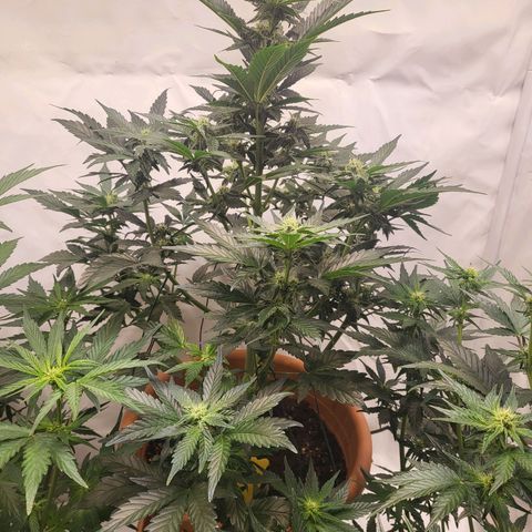 Afghani #1 Automatic growlog timeline photo