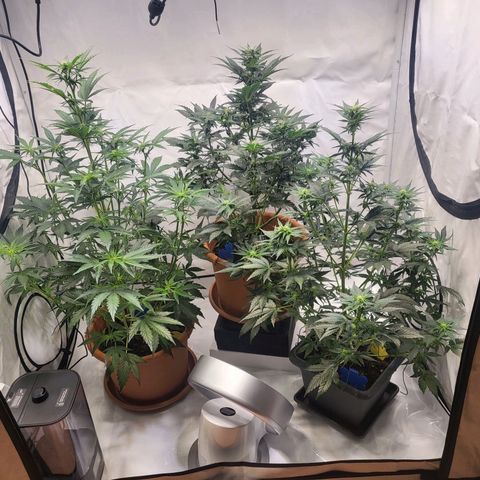 Afghani #1 Automatic growlog timeline photo