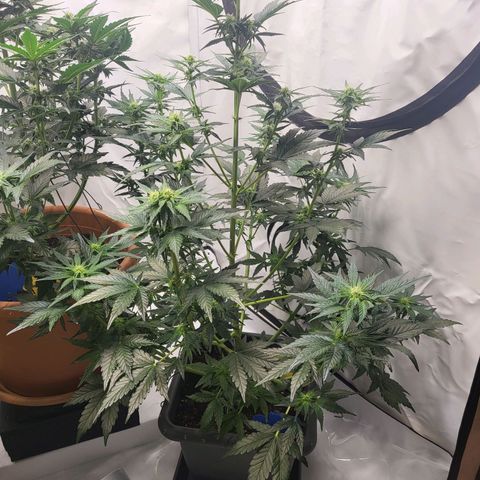 Afghani #1 Automatic growlog timeline photo