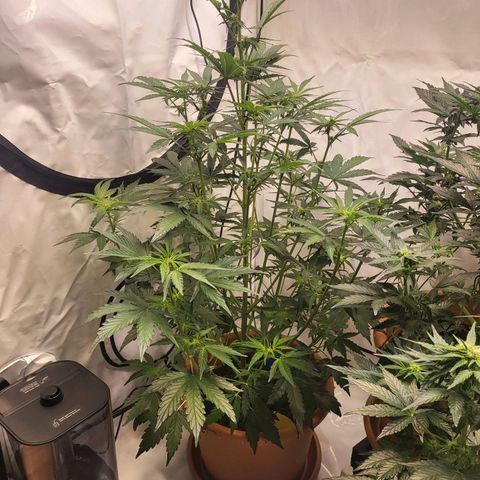 Afghani #1 Automatic growlog timeline photo