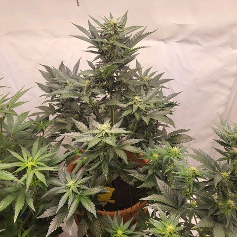 Afghani #1 Automatic growlog timeline photo