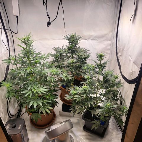 Afghani #1 Automatic growlog timeline photo