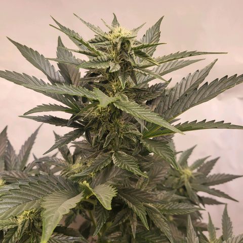 Afghani #1 Automatic growlog timeline photo