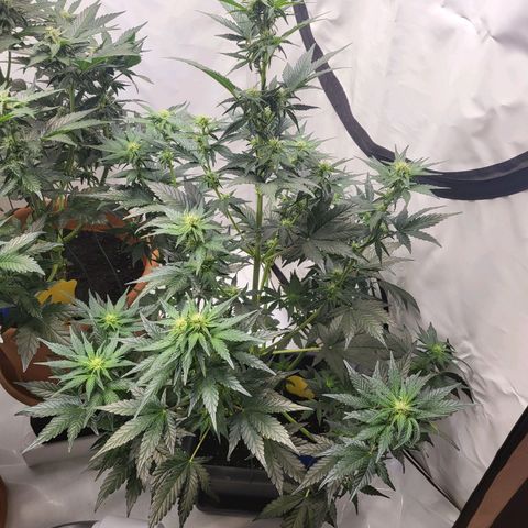 Afghani #1 Automatic growlog timeline photo