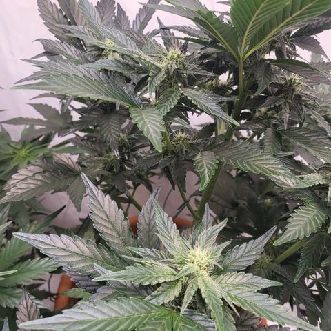 Afghani #1 Automatic growlog timeline photo