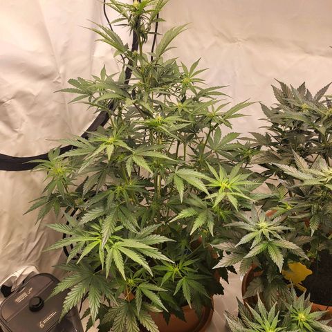Afghani #1 Automatic growlog timeline photo