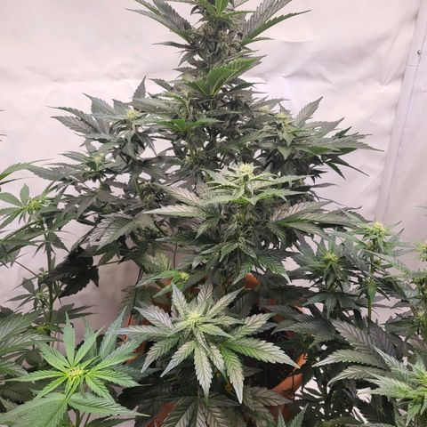 Afghani #1 Automatic growlog timeline photo