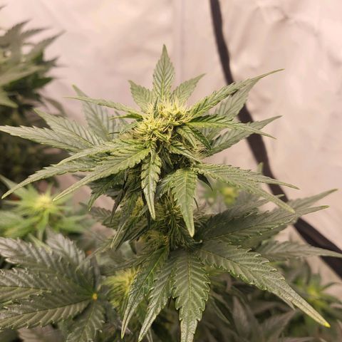 Afghani #1 Automatic growlog timeline photo