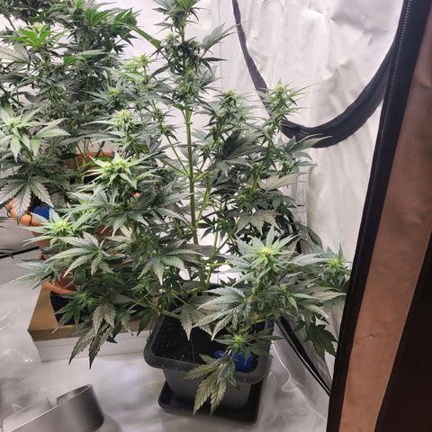 Afghani #1 Automatic growlog timeline photo
