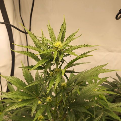 Afghani #1 Automatic growlog timeline photo