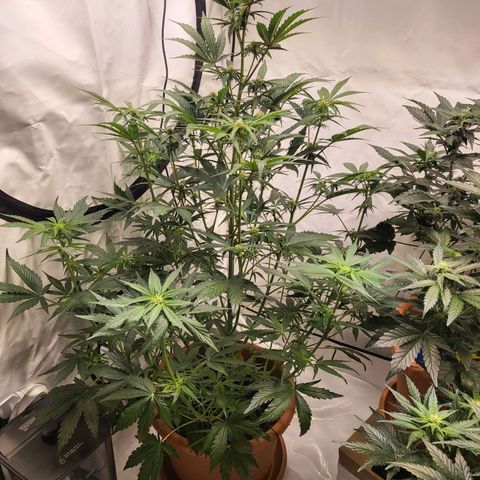 Afghani #1 Automatic growlog timeline photo