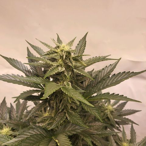 Afghani #1 Automatic growlog timeline photo