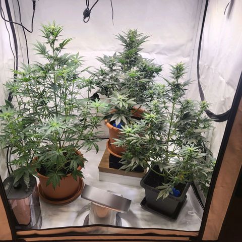 Afghani #1 Automatic growlog timeline photo