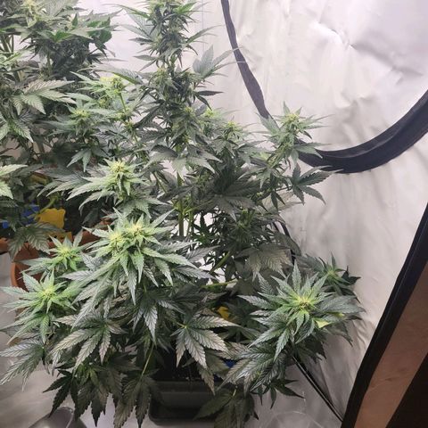 Afghani #1 Automatic growlog timeline photo