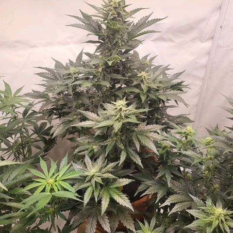 Afghani #1 Automatic growlog timeline photo