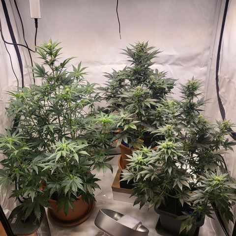 Afghani #1 Automatic growlog timeline photo