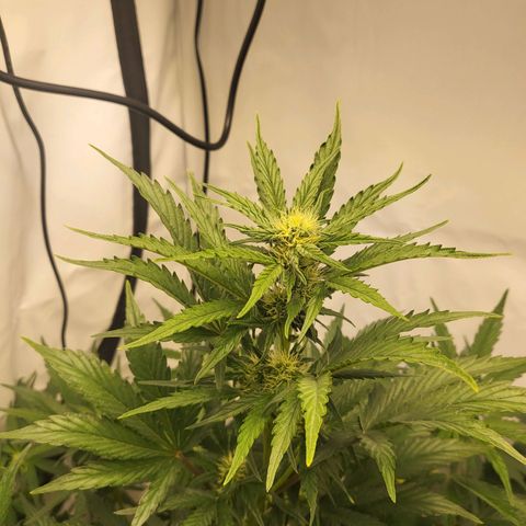 Afghani #1 Automatic growlog timeline photo