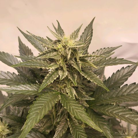 Afghani #1 Automatic growlog timeline photo