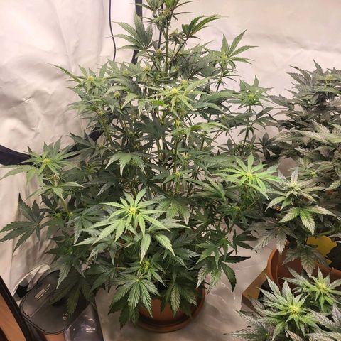 Afghani #1 Automatic growlog timeline photo