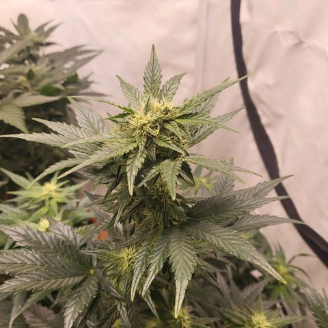 Afghani #1 Automatic growlog timeline photo