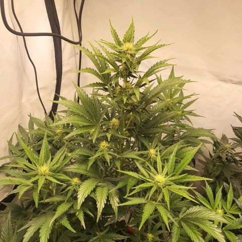 Afghani #1 Automatic growlog timeline photo